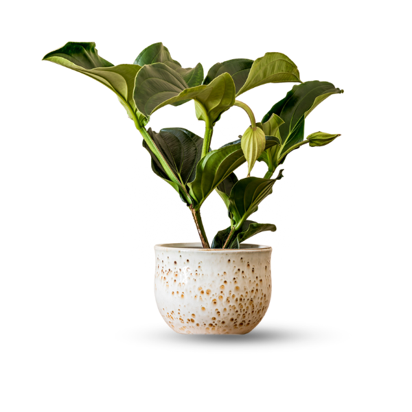 Get 20% off on Pots and planters